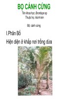 bo canh cung hai dua