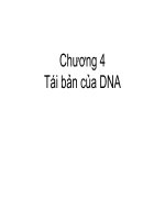 Tái bản của DNA