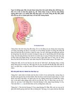 NGAY TU NHUG NGAY DAU CUA GIAI DOAN MAG THAI