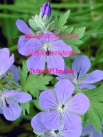 Luyện tập thao tác lập luận phân tích