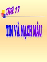 tim và mạch máu