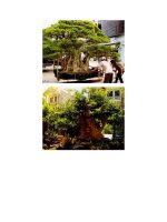 Những siêu cây cảnh - Cây cảnh triệu USD.doc