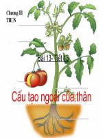 CẤU TẠO CỦA THÂN
