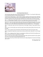 Cách dùng tỏi phòng chống cúm