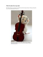 Con chuột thông minh