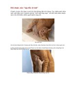 CHUỘT YÊU ....MÈO...