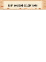 BÀI 17 GEN VA ARN