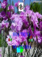 hóa trị và số oxy hoá