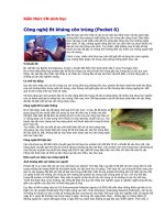 Vi khuan bacillu thiugiensis 