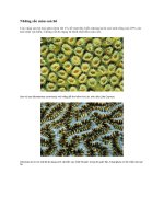 Những sắc màu san hô