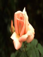 Để trang trí hình nền bài giảng