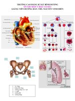 ÔN Y HỌC CƠ SỞ I