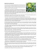 Bài thuốc làm thông sữa