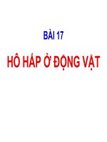 Bai 17 Sinh 11 co ban