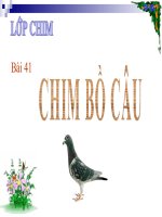 Chim bồ câu - Sinh 7