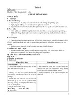 GAlop3 tuan1- 3 2009 - 2010