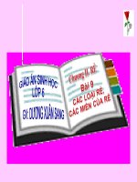 BÀI 9 - CÁC LOẠI RỄ VÀ MIỀN HÚT CỦA RỄ