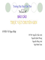 Báo cáo: Thực Vật Chuyển Gen