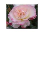 150 hoa trang tri bai giang