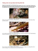 Những sinh vật tuyệt diệu dưới lòng Bắc Hải