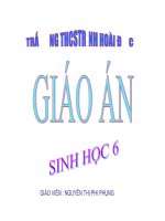 ĐẶC ĐIỂM BÊN NGOÀI CỦA LÁ -SH6