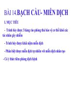 bach cau- mien dich