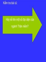 Tiết 22: đặc điểm chung của thân mềm