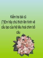 âucu tao trong cua chim bo cau