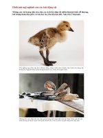 Hình ảnh ngộ nghĩnh của các loài động vật