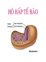 Ho hap te bao
