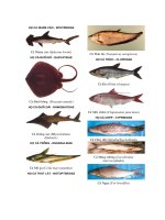 Các họ cá xương