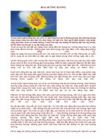 Hoa hướng dương