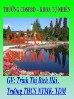 HẠT TRẦN- CÂY THÔNG SH 6