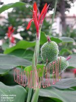 Tóm tắt vb tự sự