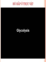 Bai 15 tieu hoa o dong vat