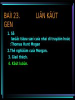 Bài 23. Liên kết gen