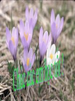 Từ ngữ địa phương, biệt ngữ xh