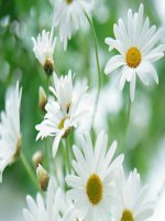 Bài 17: Tim và mạch máu (hot)