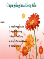 hoa dong tien