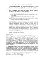 Cadmium Removal by the Hydroponic Culture of Giant Reed (Arundo donax) and Its Concentration in the Plant