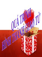 SỰ TẠO GIAO TỬ