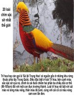 20 loài chim sặc sỡ nhất thế giới