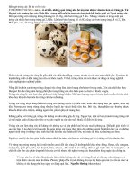 Bất ngờ trứng cúc (bổ dưỡng)