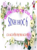 HẠT TRẦN - CÂY THÔNG SH 6