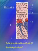 sinh6 -tiết: Than to ra o dau