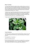 THUỐC NAM ĐIỀU TRỊ VIÊM HỌNG