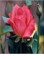 Bài 5 : Các nước châu á