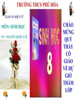 TUYẾN TỤY VÀ TUYẾN TRÊN THẬN -SH8