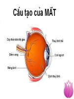 Bài 48.Mắt