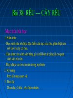 Bai 38_Reu - cay Reu